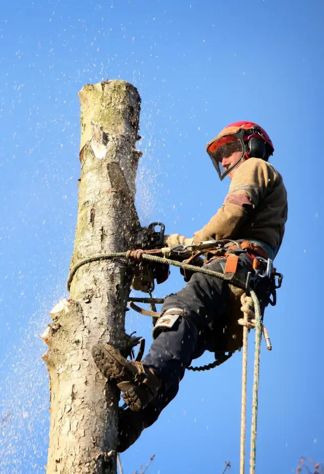 Arborist in PPE up a tree